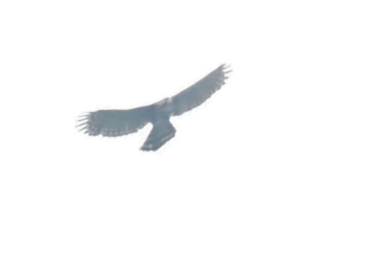 Ornate Hawk-Eagle - ML496386701