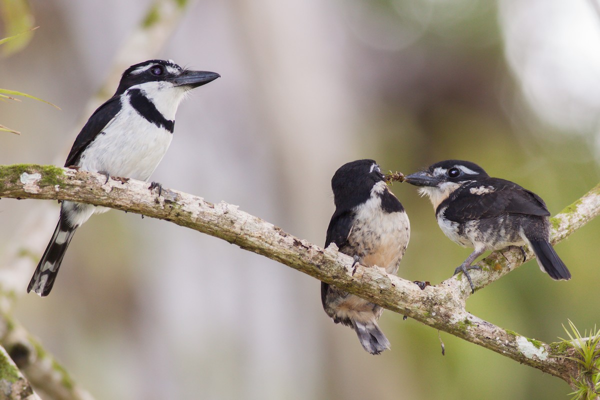 Pied Puffbird - ML49638821