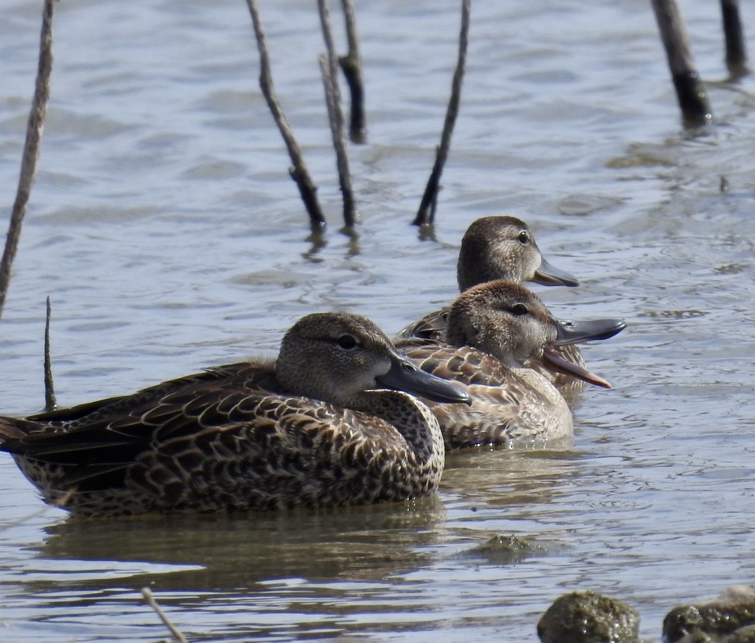 Blue-winged Teal - ML496388571