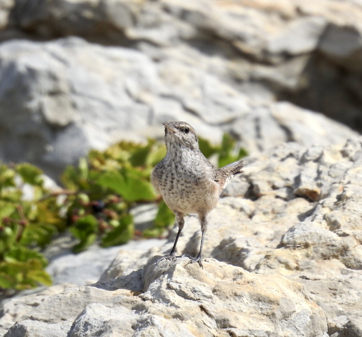 Rock Wren - ML496388991