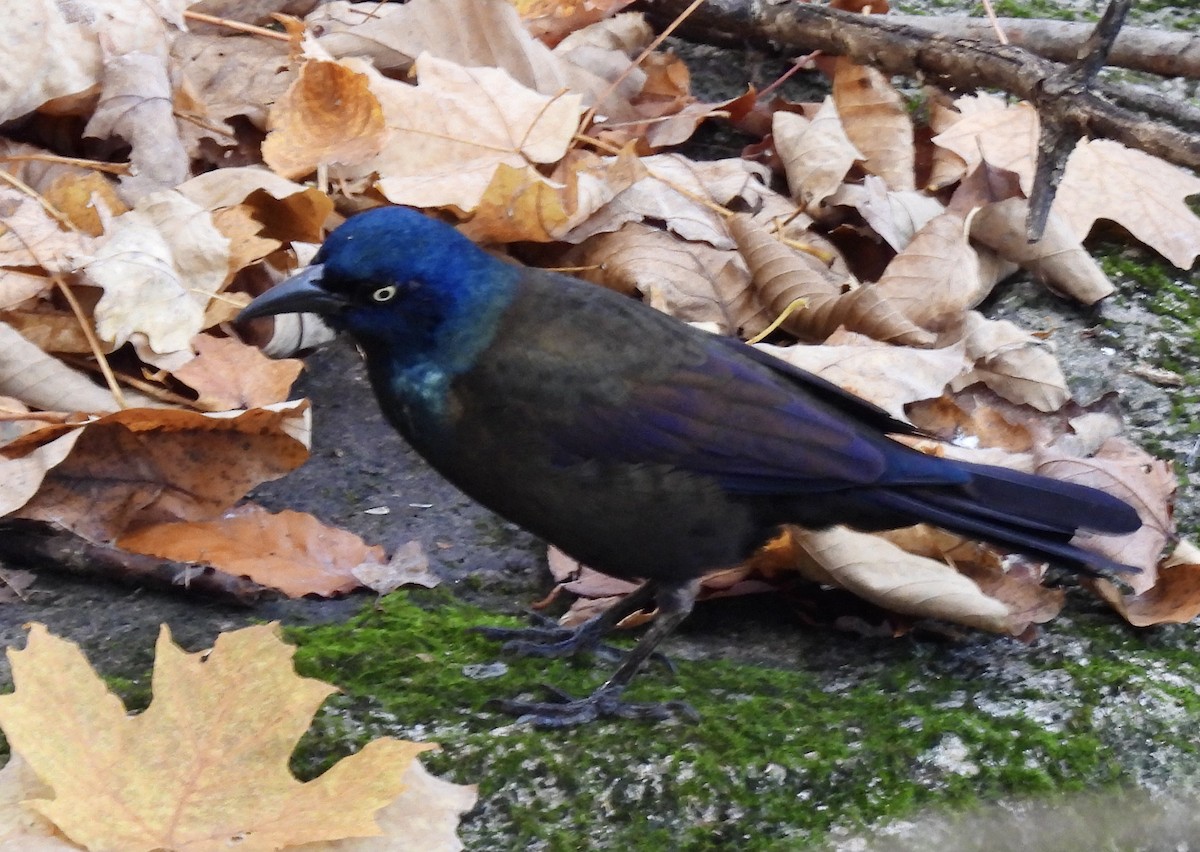 Common Grackle - ML496390061