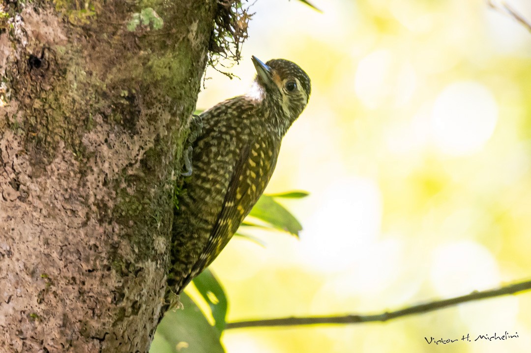 White-spotted Woodpecker - Victor Hugo Michelini