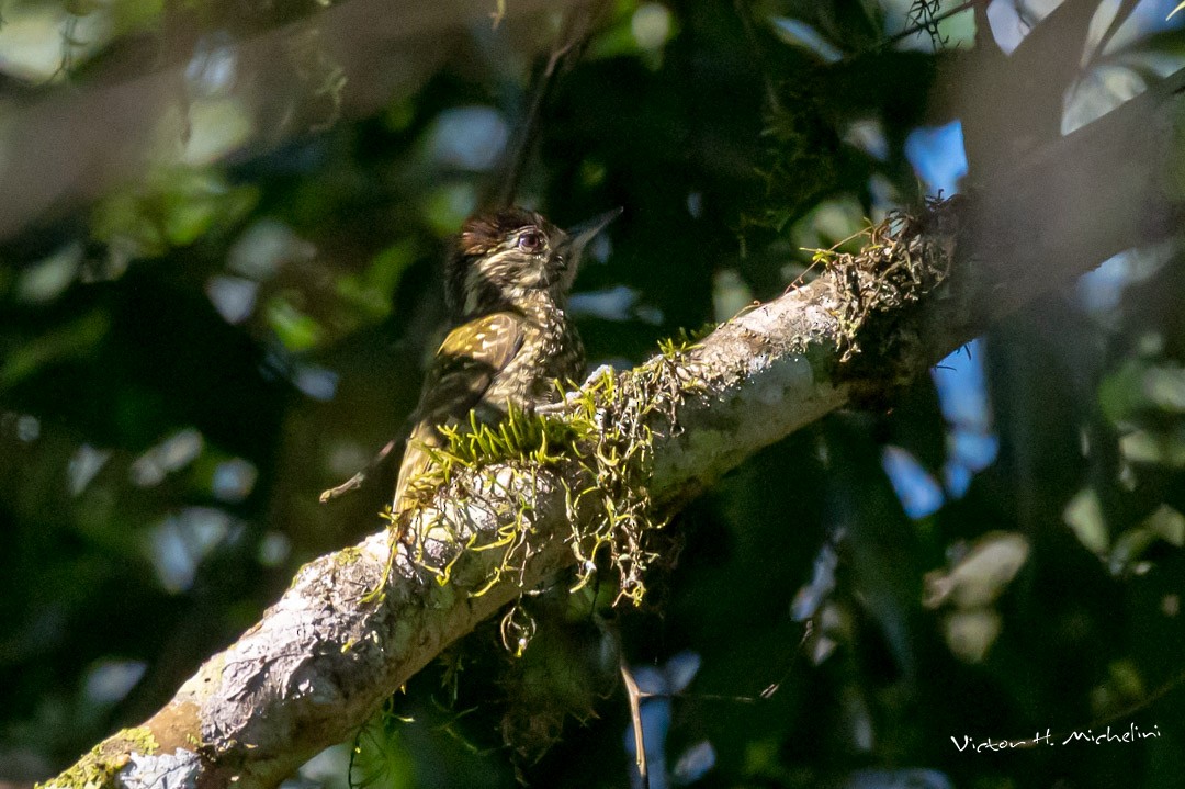 White-spotted Woodpecker - ML496391241