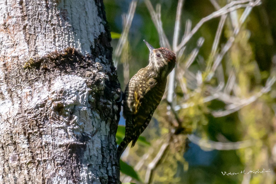 White-spotted Woodpecker - Victor Hugo Michelini