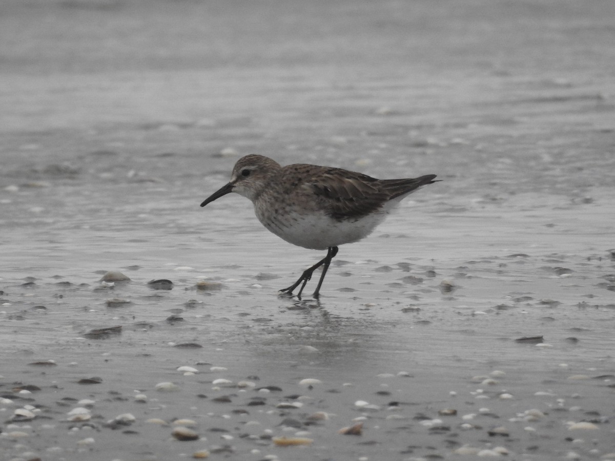 Weißbürzel-Strandläufer - ML496392551