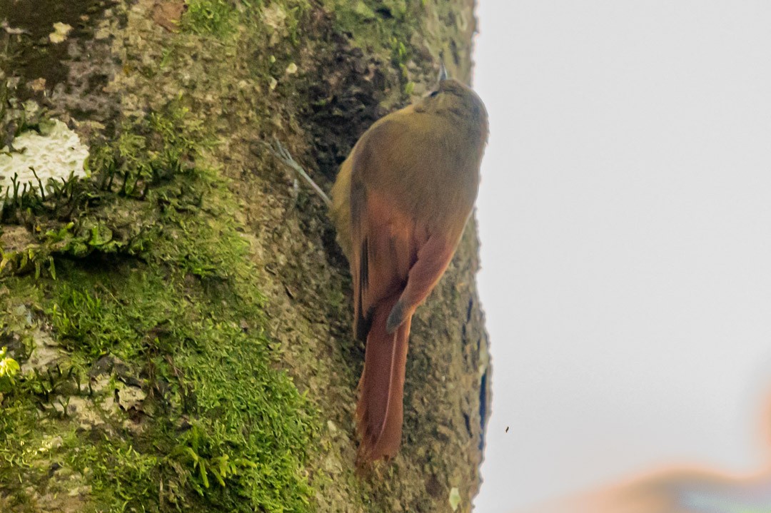 Olivaceous Woodcreeper - ML496392871