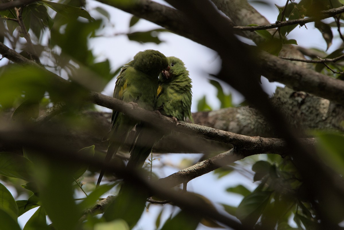 Yellow-chevroned Parakeet - ML496393181
