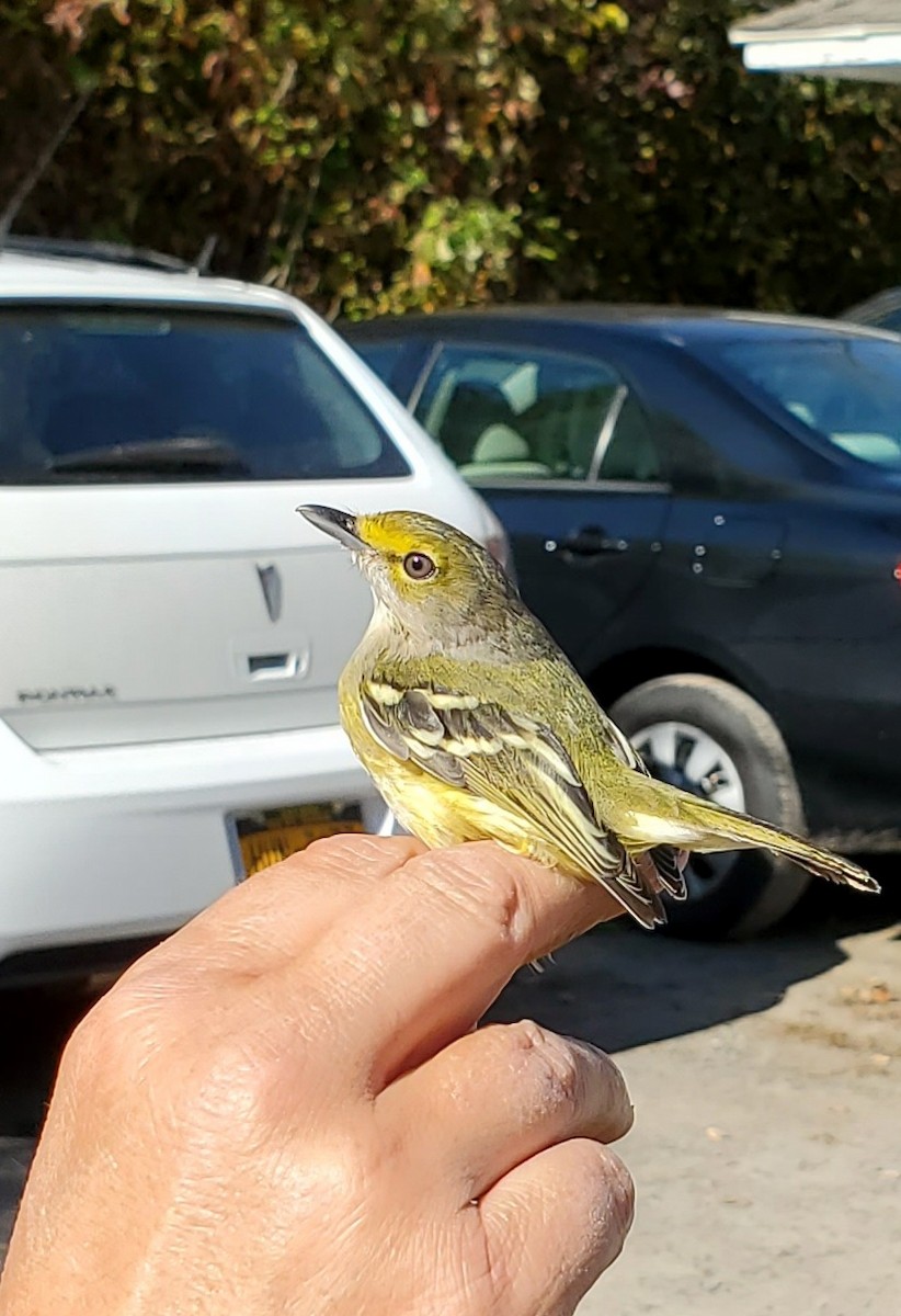 White-eyed Vireo - ML496393971