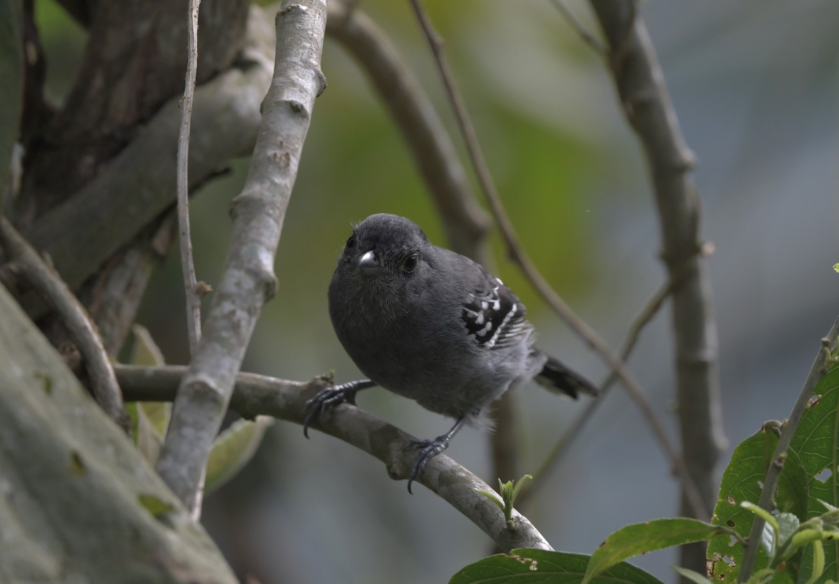 Variable Antshrike - ML496394251