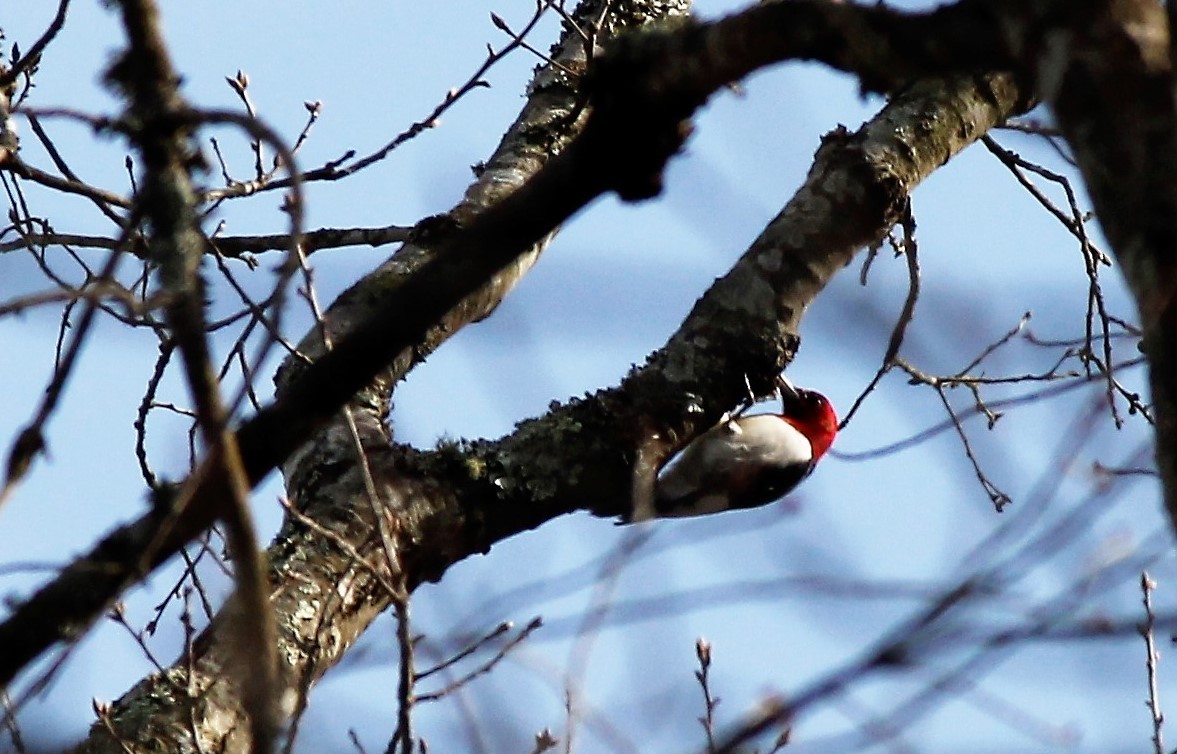 Red-headed Woodpecker - ML49639501