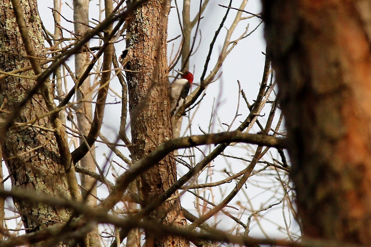 Red-headed Woodpecker - ML49639531