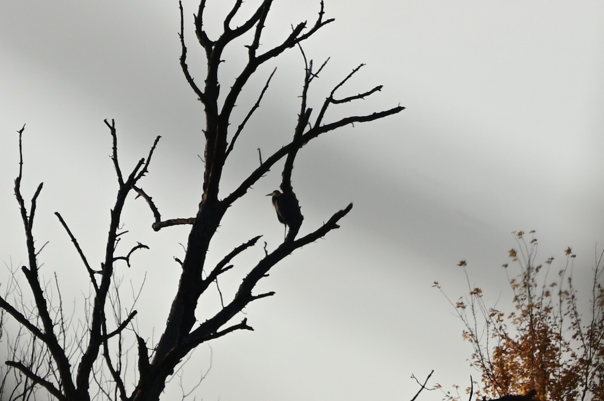 Great Blue Heron - ML496395551
