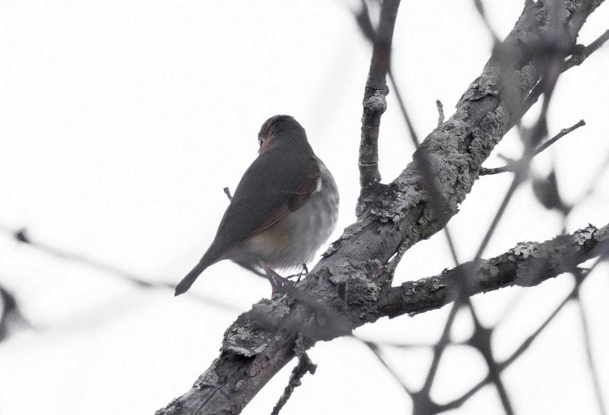 Hermit Thrush - ML496395951