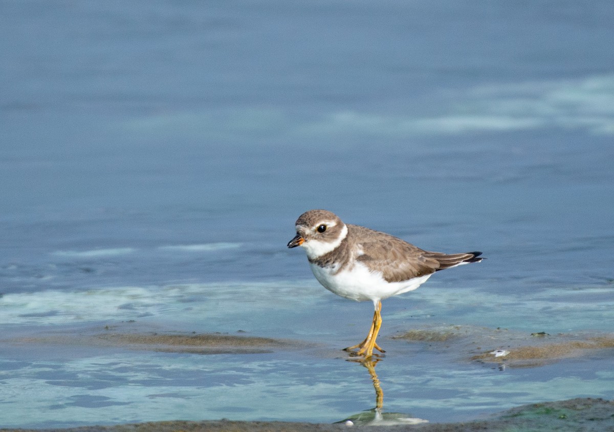 Semipalmated Plover - ML496397651