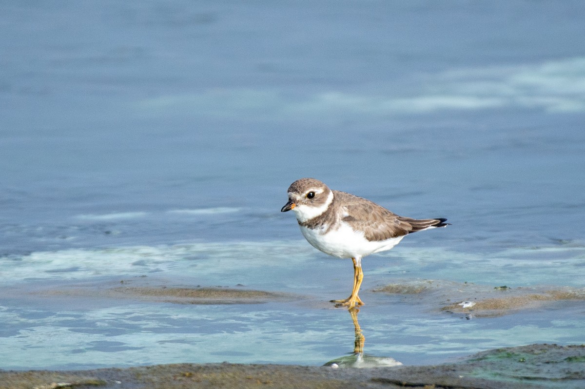 Semipalmated Plover - ML496397661
