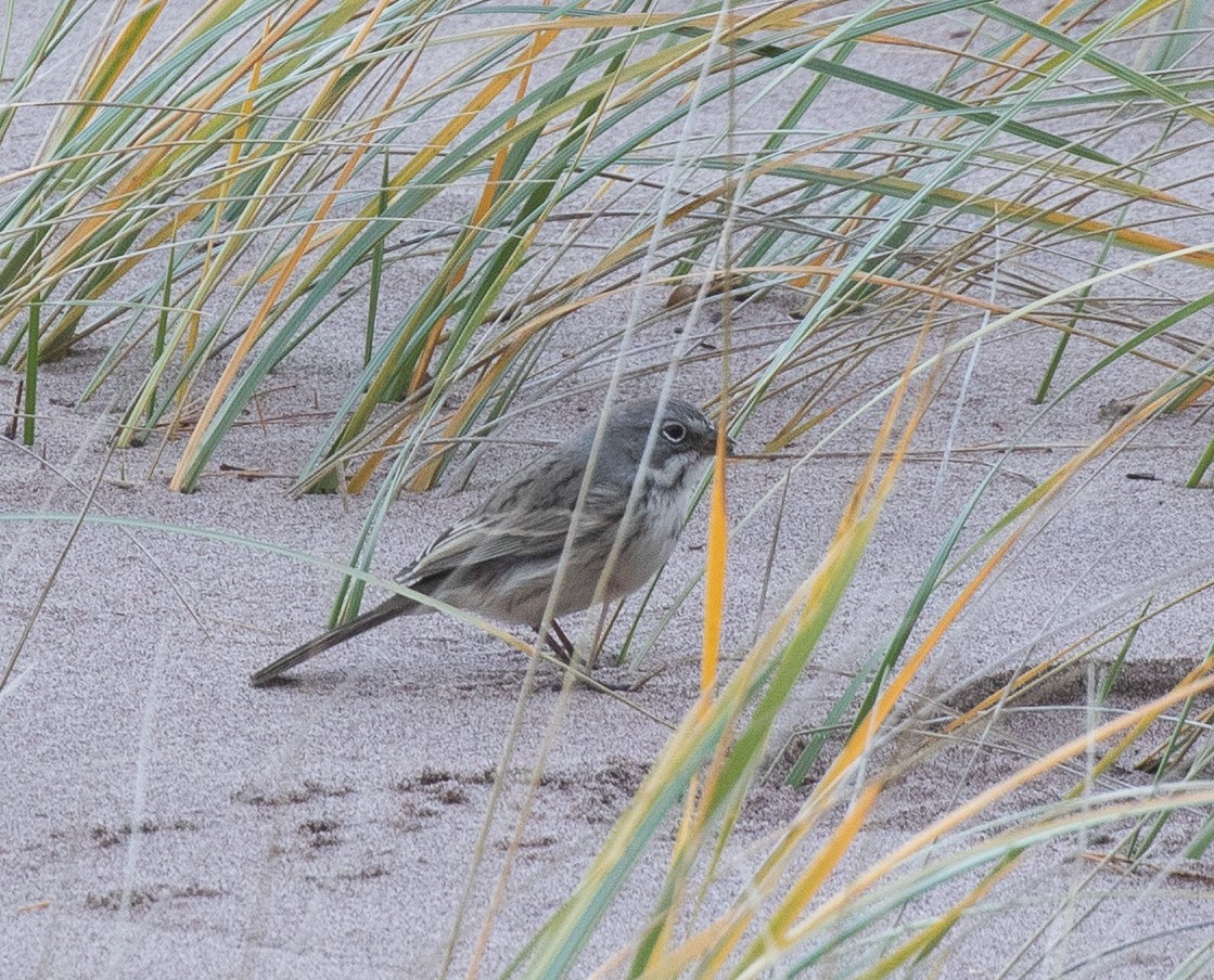 Sagebrush Sparrow - ML496397861