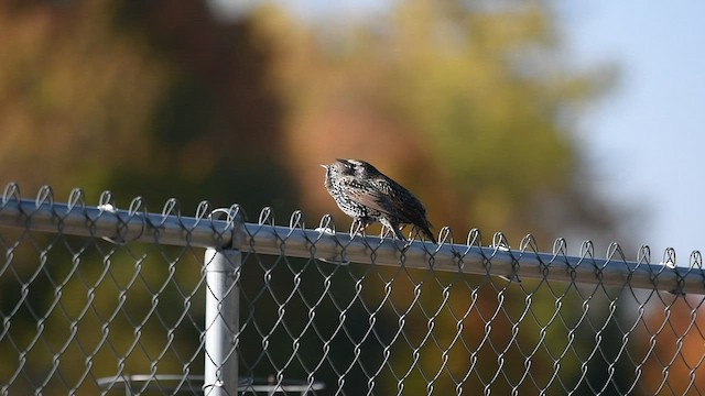 European Starling - ML496398461