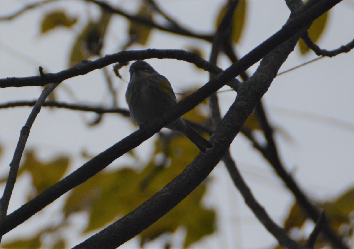 lesňáček žlutoskvrnný (ssp. coronata) - ML496401951