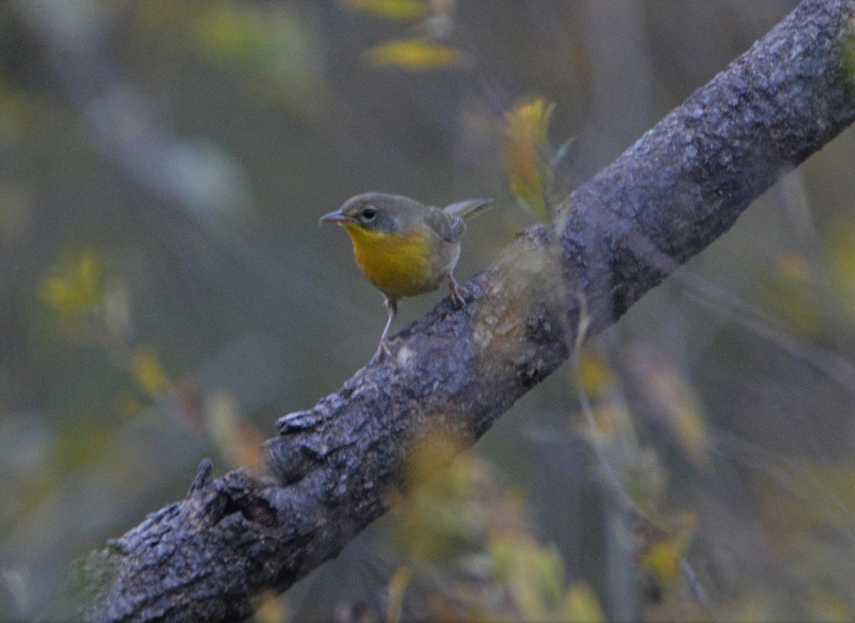 Common Yellowthroat - ML496402071