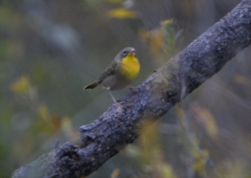 Common Yellowthroat - ML496402091