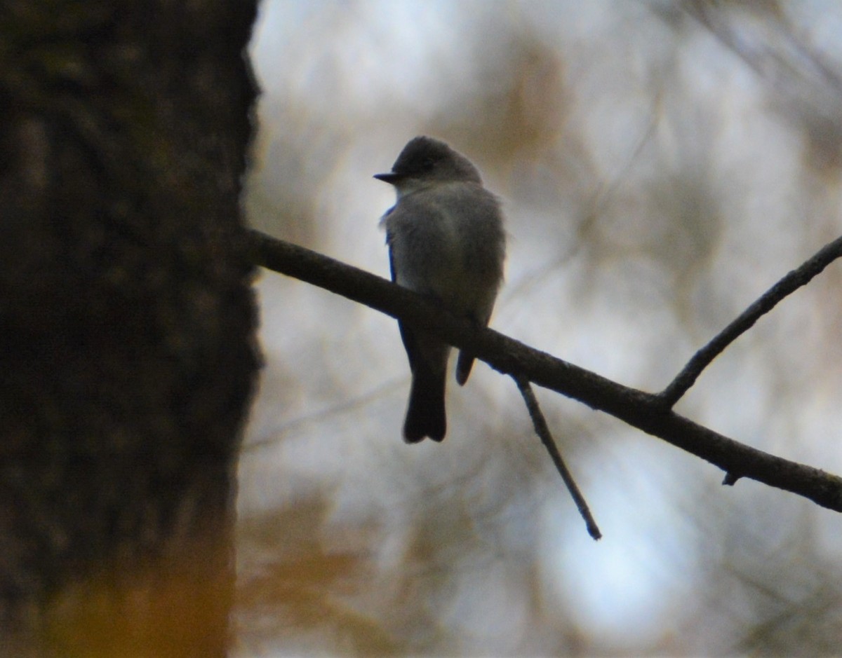 Eastern Wood-Pewee - "Chia" Cory Chiappone ⚡️