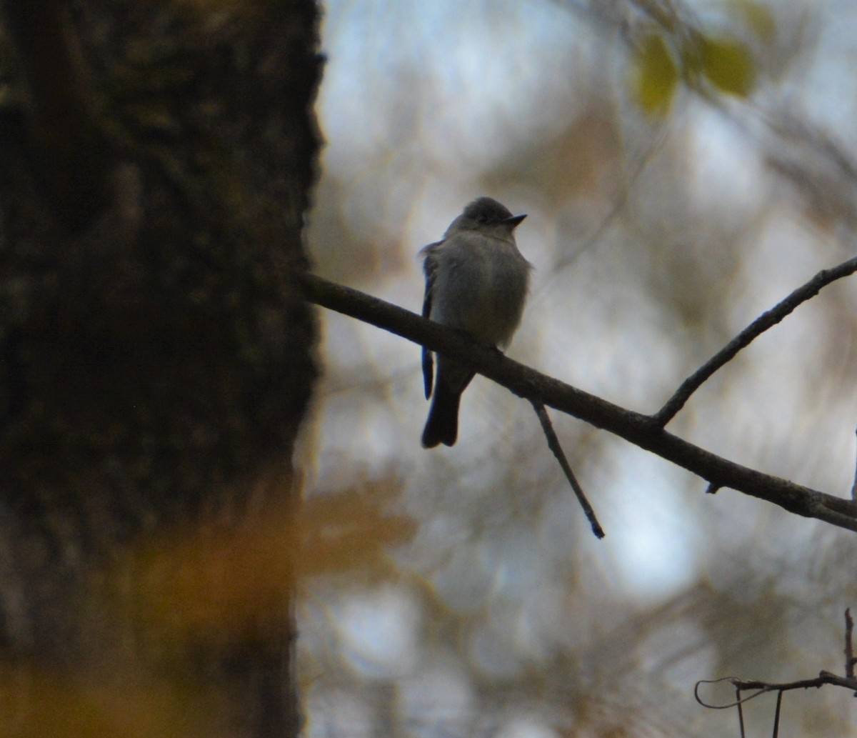 Eastern Wood-Pewee - ML496402161