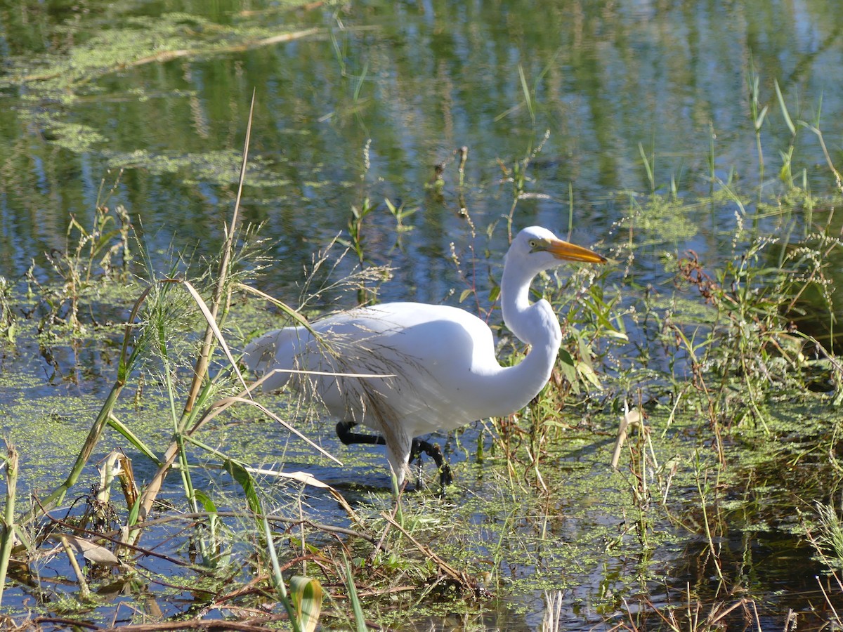 Great Egret - ML496402181