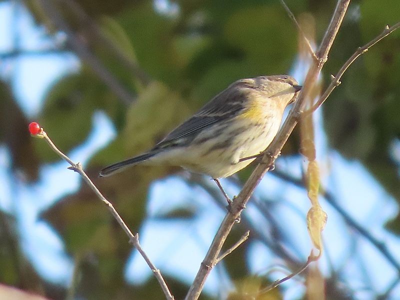 Yellow-rumped Warbler - ML496402331