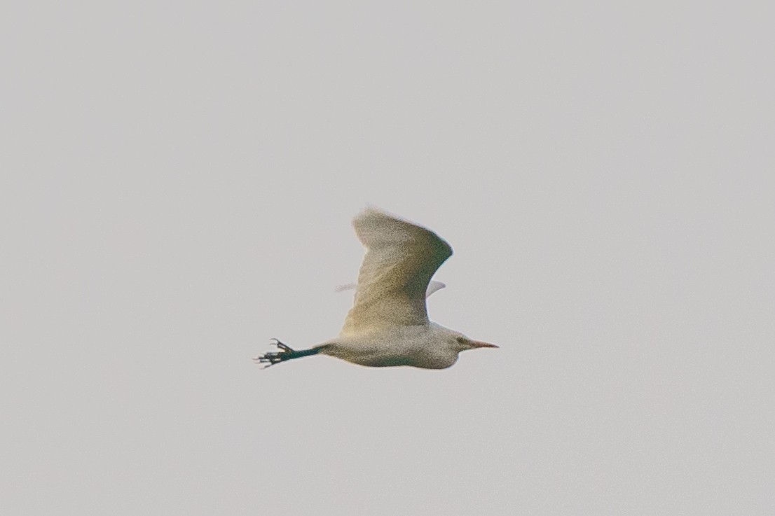 Western Cattle-Egret - ML496402531