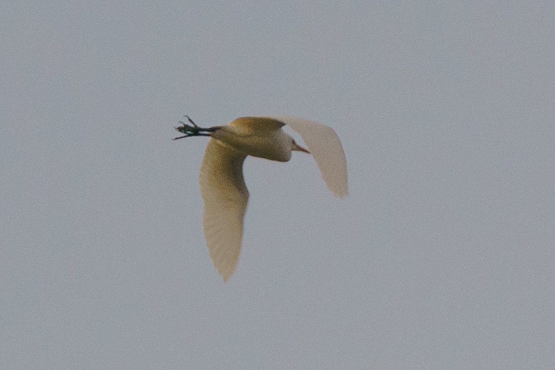 Western Cattle Egret - John Flagg