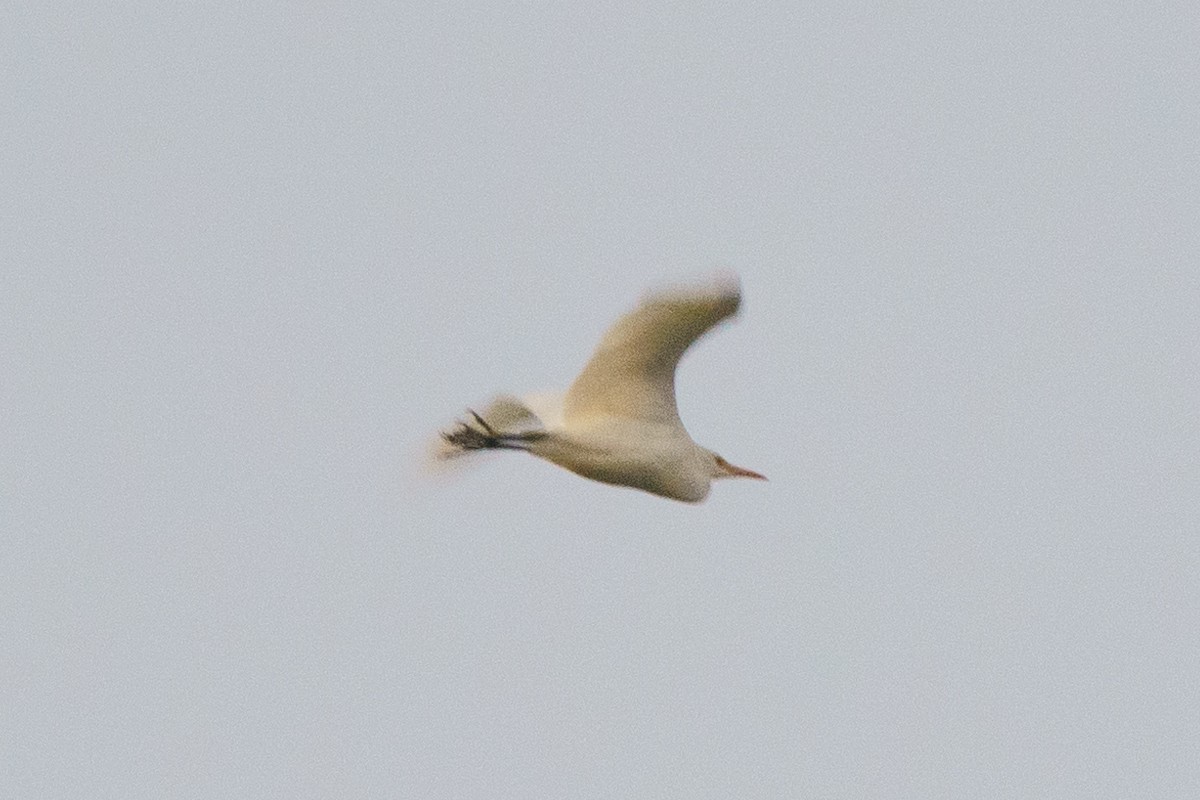 Western Cattle Egret - ML496402551