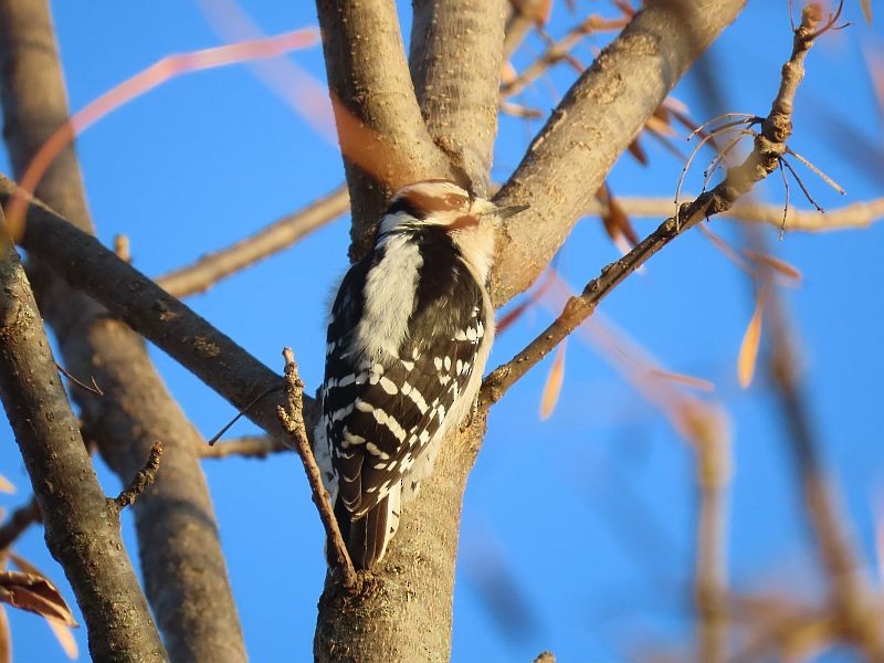 Downy Woodpecker - Tracy The Birder