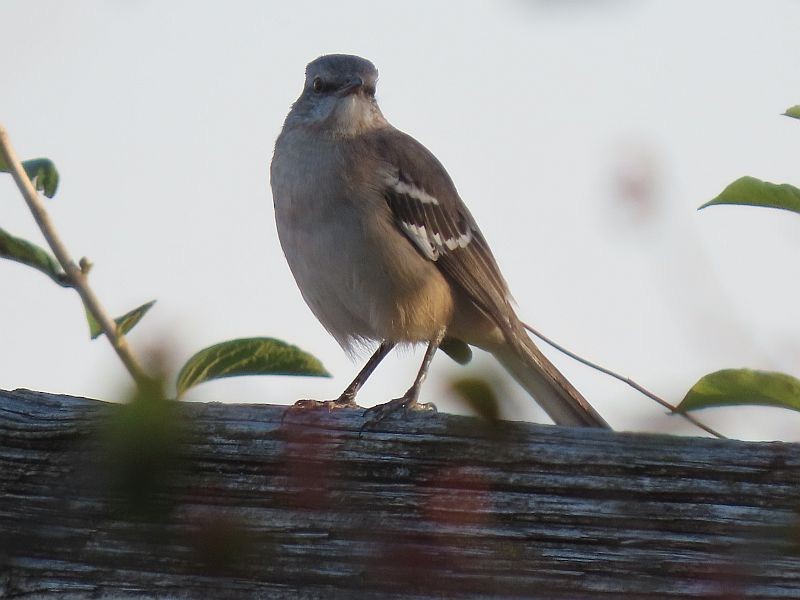 Northern Mockingbird - ML496402751