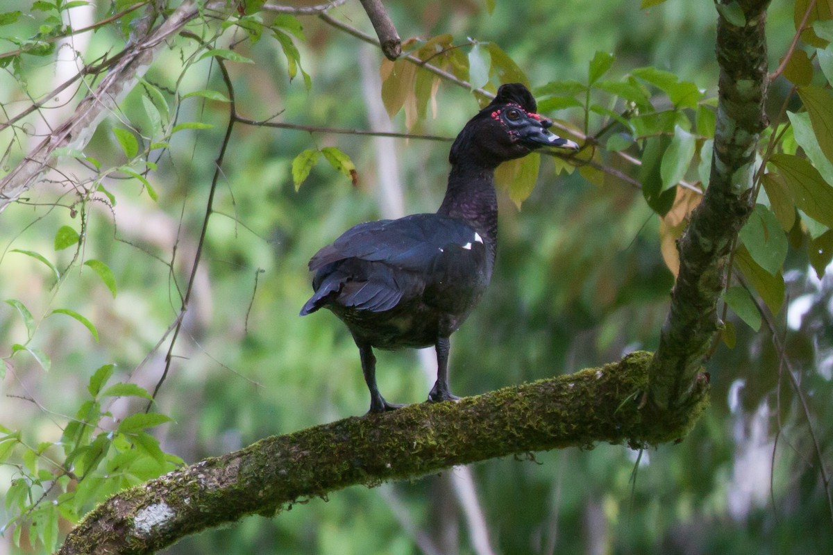 Muscovy Duck - Patrick Van Thull