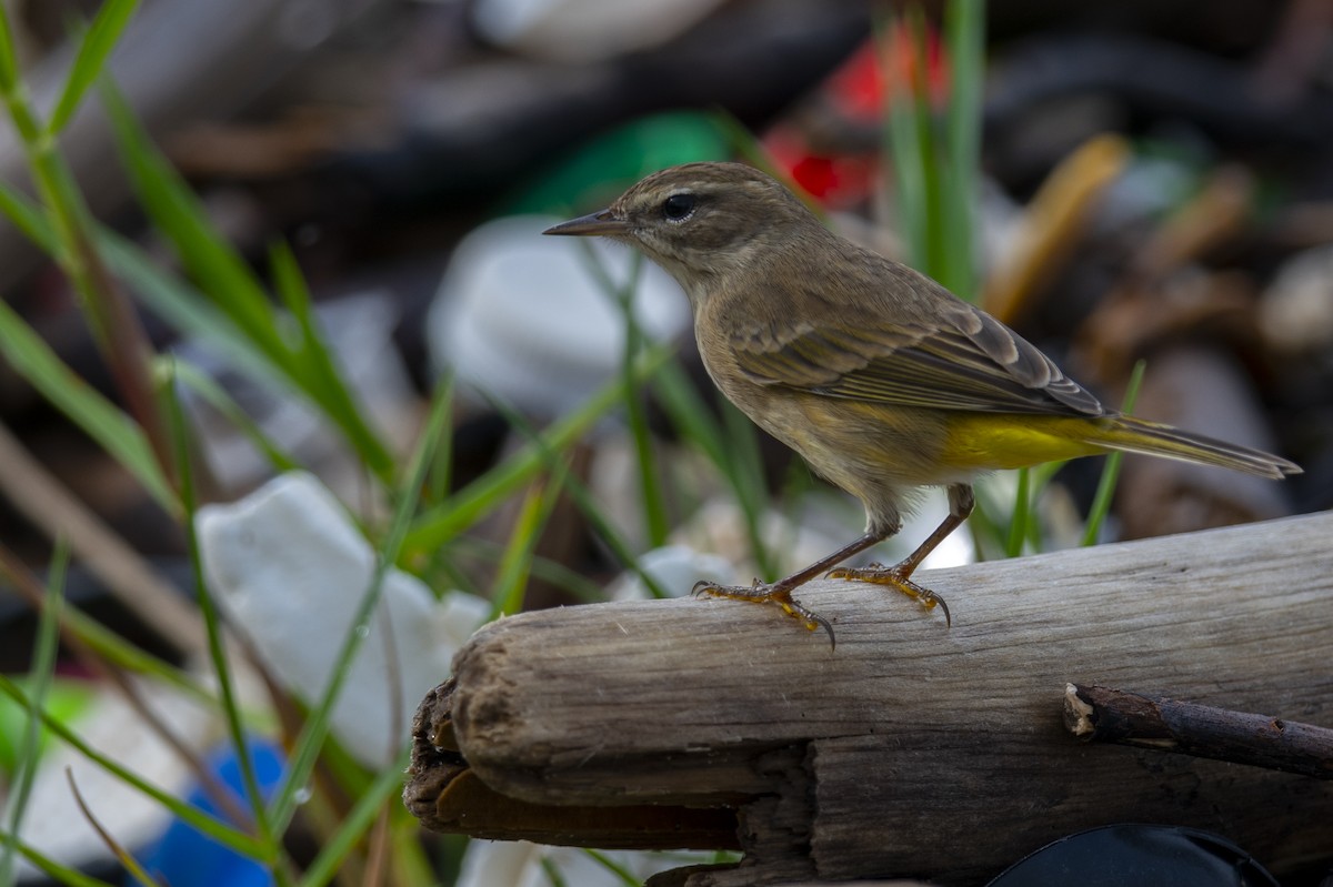 Palm Warbler - ML496403521