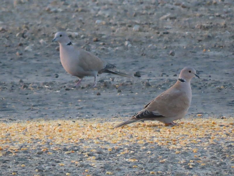 Eurasian Collared-Dove - Tracy The Birder