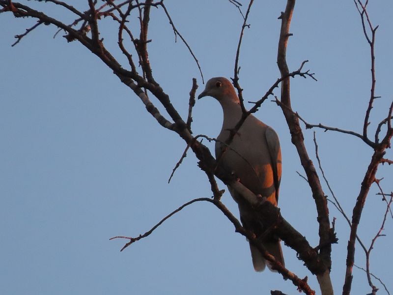 Eurasian Collared-Dove - Tracy The Birder