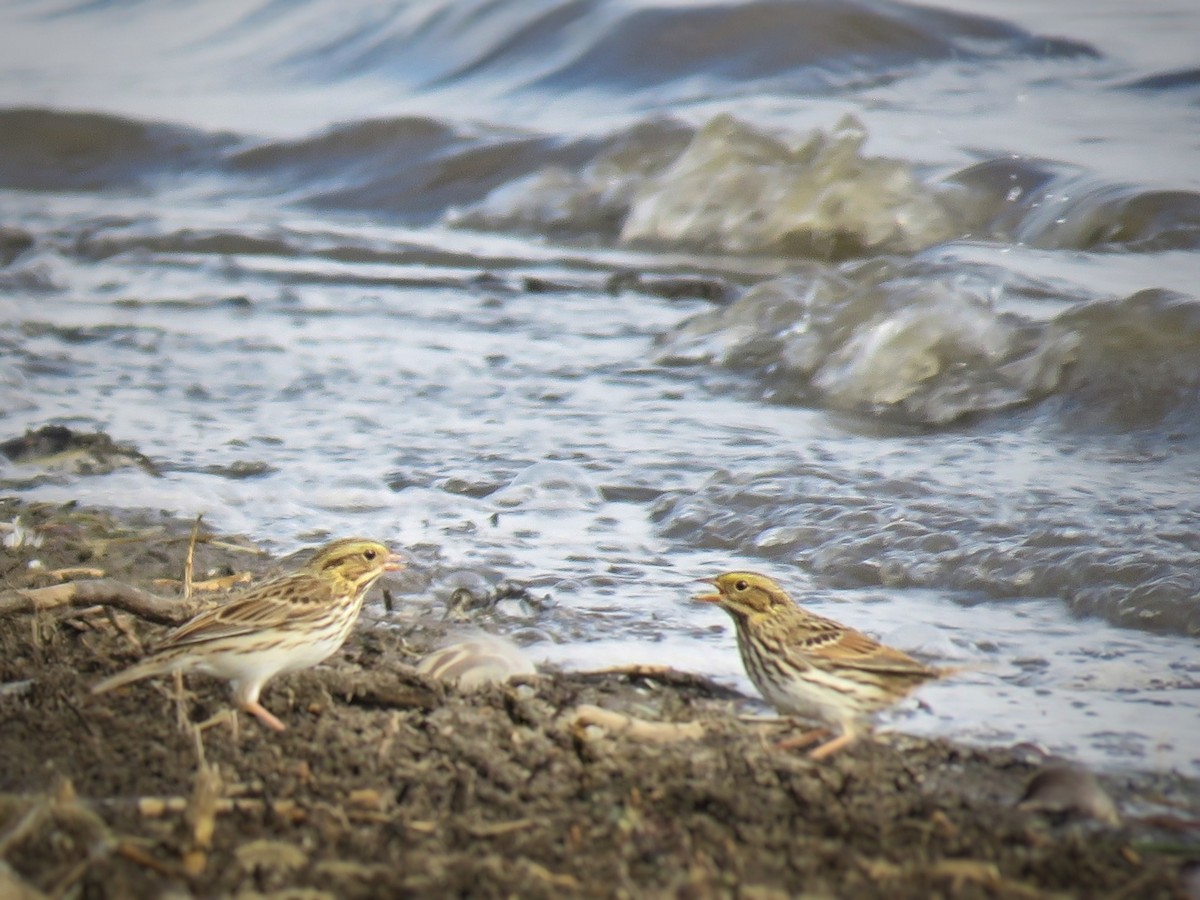 Savannah Sparrow - ML496404161