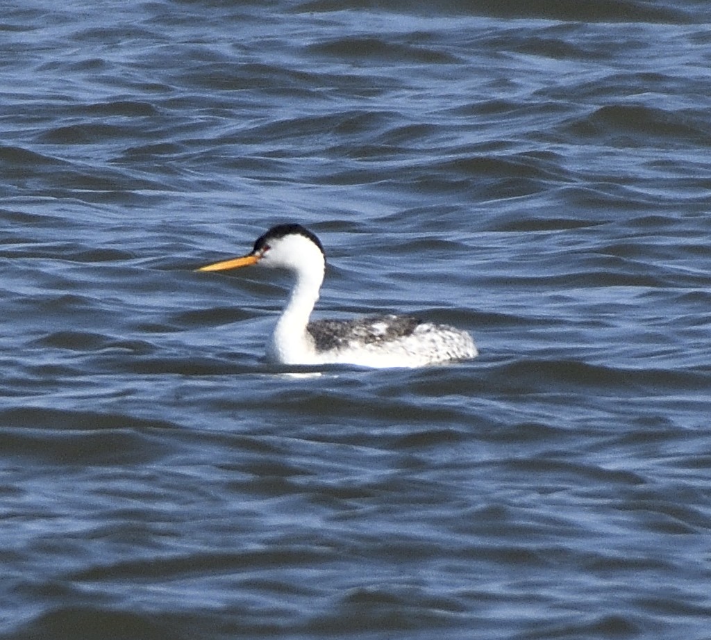 Clark's Grebe - Bill Chambers