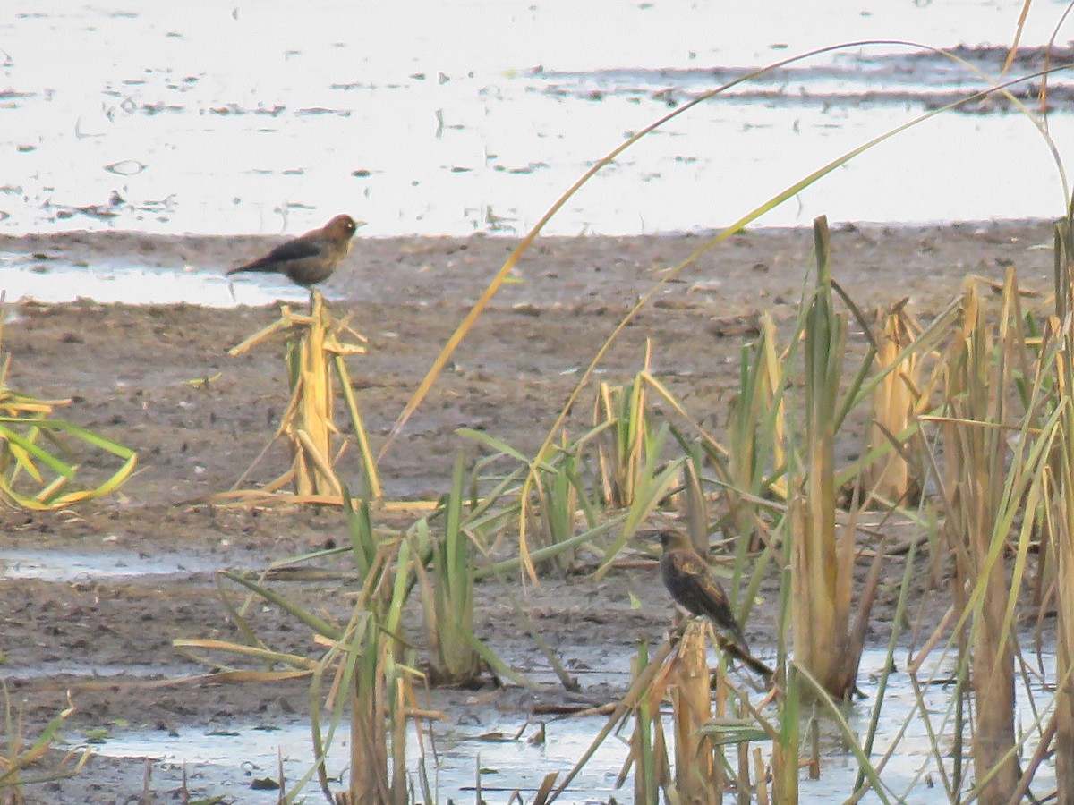 Rusty Blackbird - Maureen Burkle