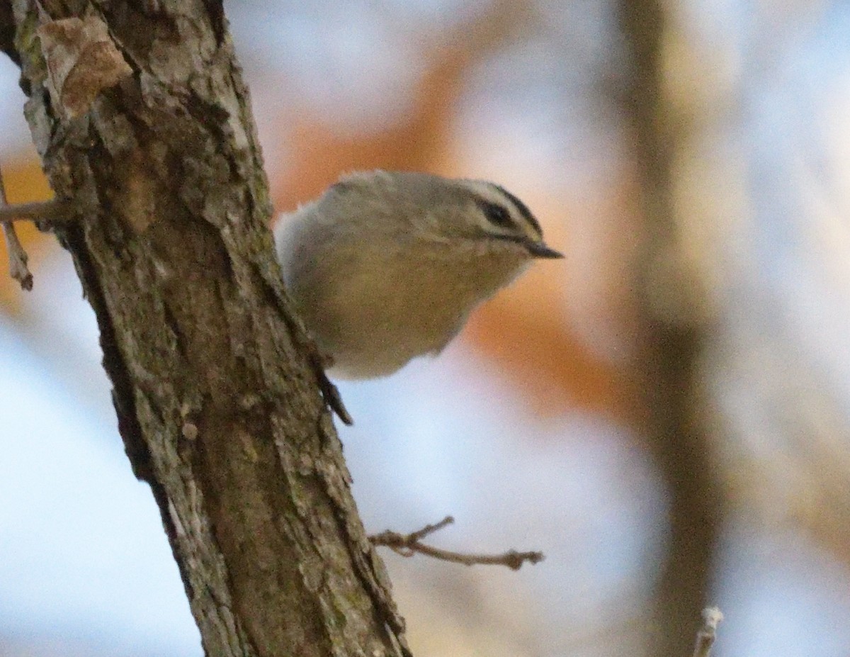 Golden-crowned Kinglet - ML496404781