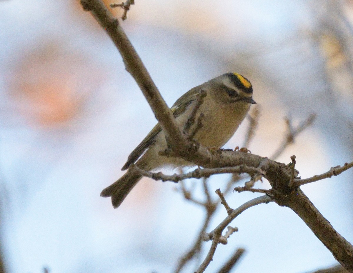 Roitelet à couronne dorée - ML496404821