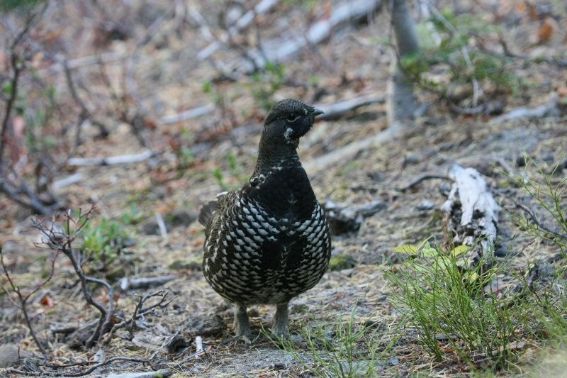 Spruce Grouse - ML496405041
