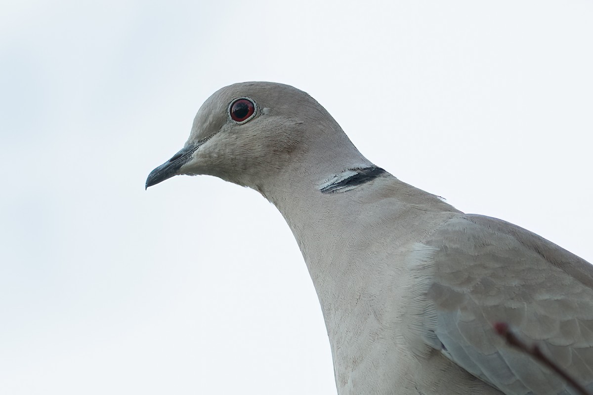 Eurasian Collared-Dove - ML496407981