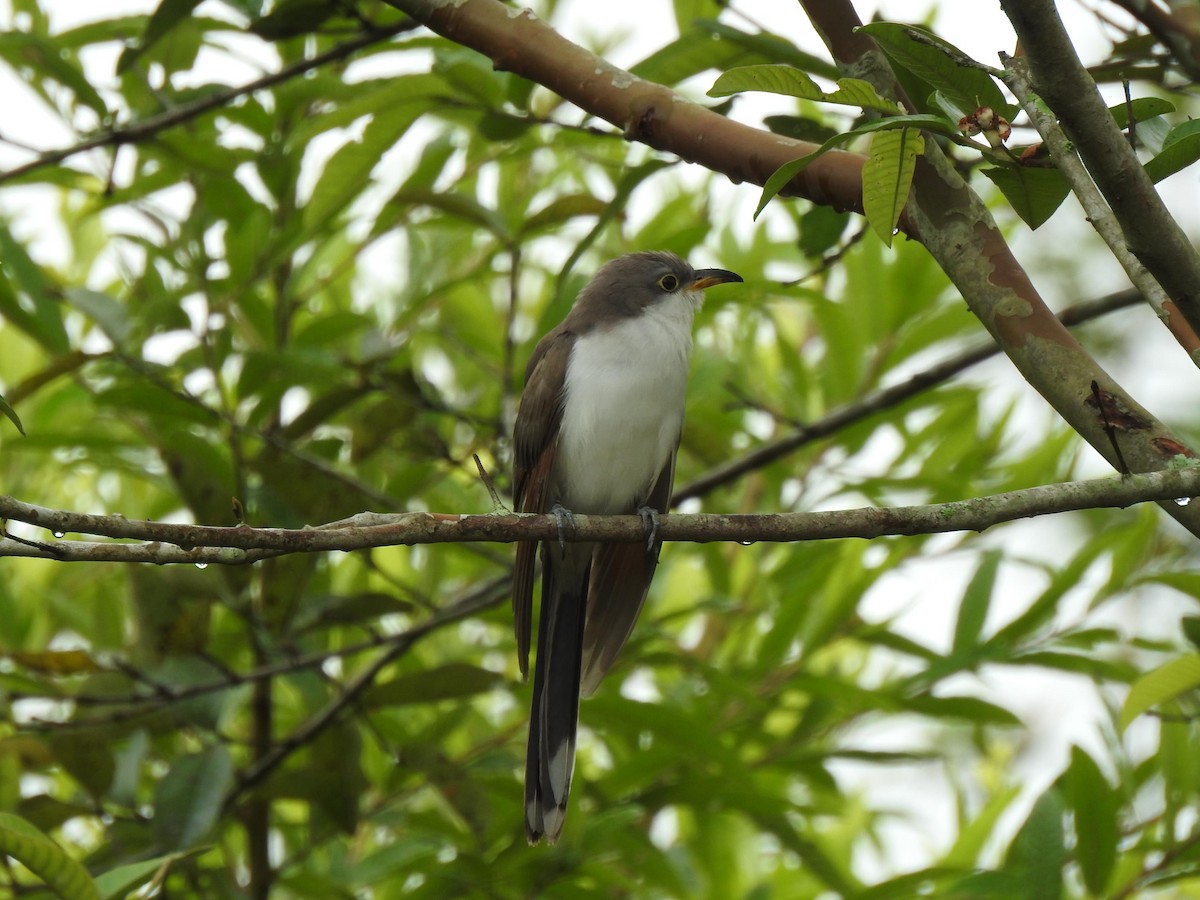 Yellow-billed Cuckoo - ML496409621