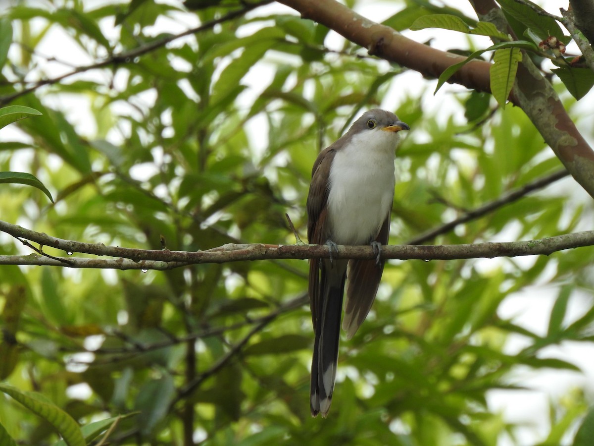 Yellow-billed Cuckoo - ML496409631