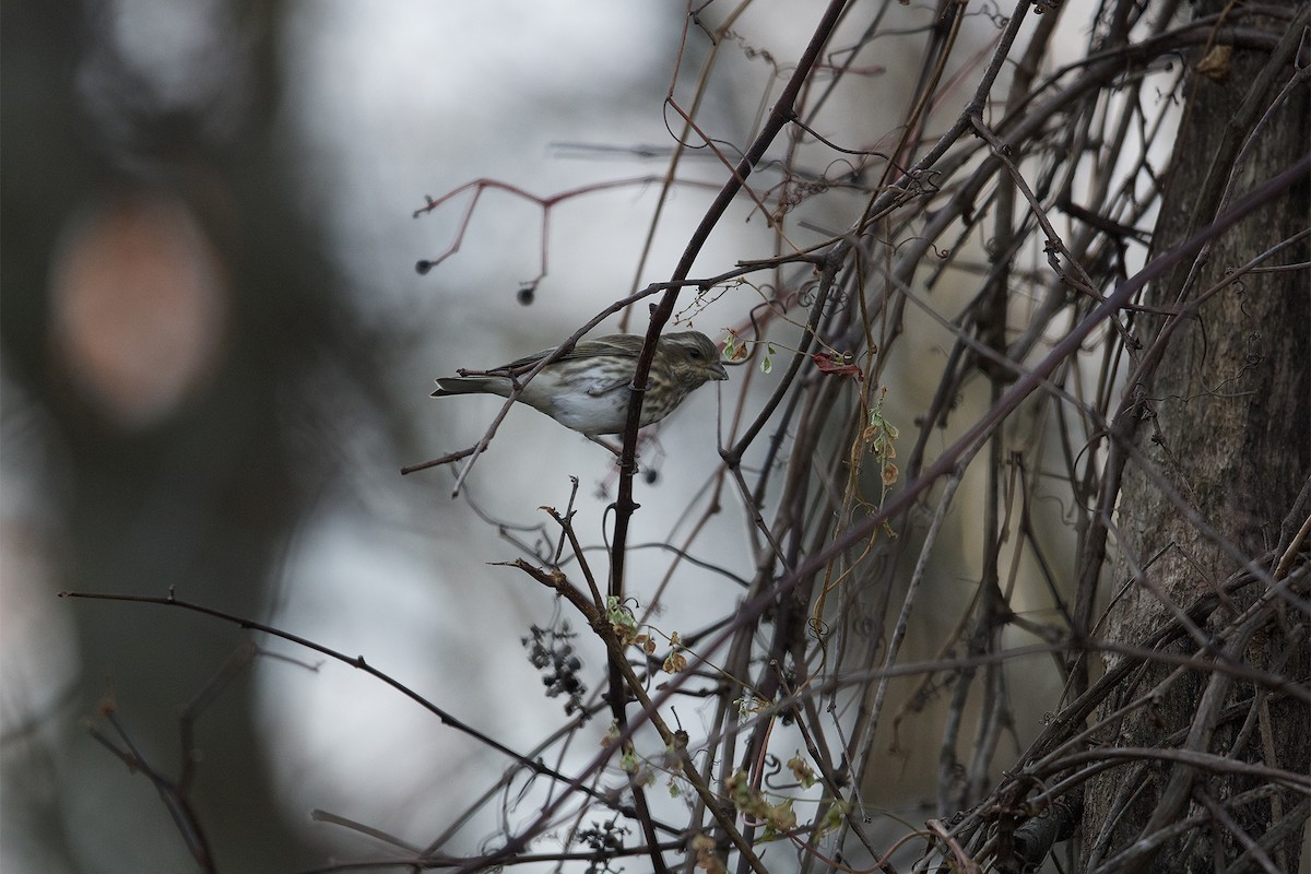 Purple Finch - ML496409881