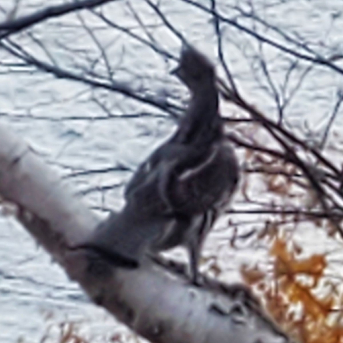 Ruffed Grouse - ML496410111