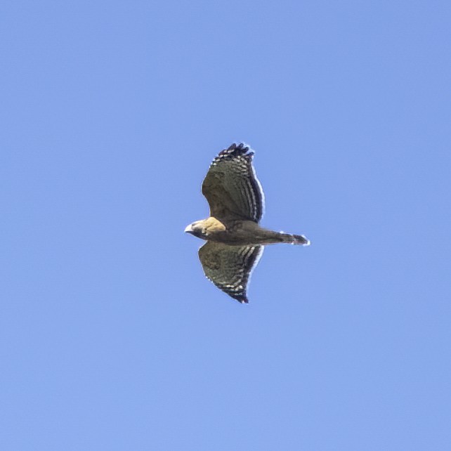 Red-shouldered Hawk - ML496413211