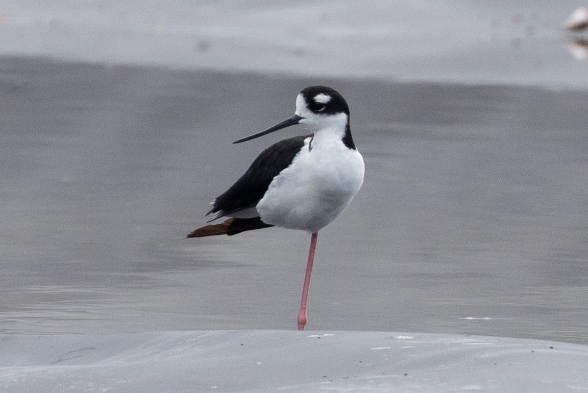 Black-necked Stilt - ML496413581